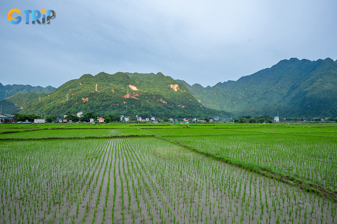 Lac Village is located in Mai Chau District, Hoa Binh Province, about 135 - 140 kilometers southwest of Hanoi
